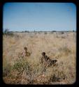 Fiber Root: People gathering on the veld