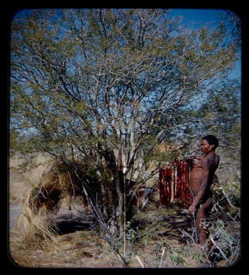 Food, Meat: "Gao Medicine" hanging strips of meat on tree