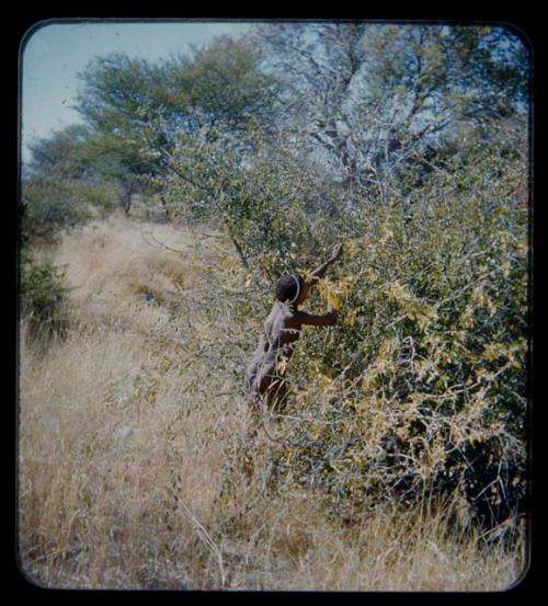 Food Gathering, Children: Boy picking berries from the bush