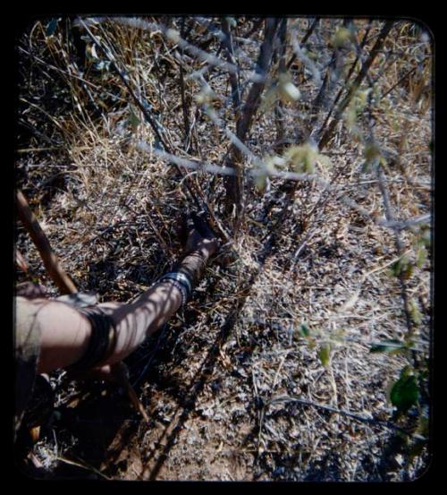 Food Gathering, General: Person's hand plucking something from a branch