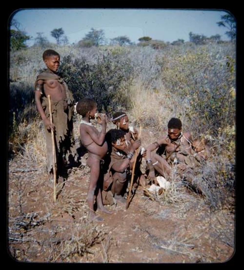 Food Gathering, Water Root: Group of women and children eating roots