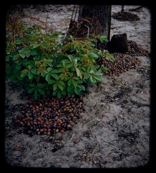 Food Gathering, "Manghettis": Piles of mangettis at foot of tree