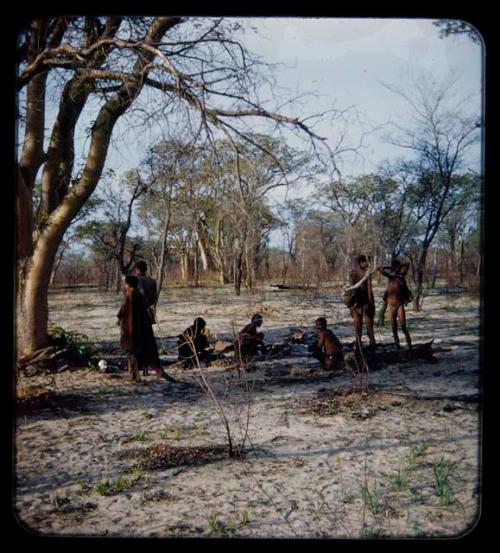 Food Gathering, "Manghettis": Group of men camped in mangetti forest