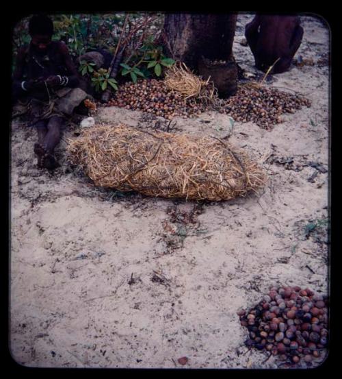 Food Gathering, "Manghettis": Boy sitting by a mangetti tree and a pile of nuts, mending a bag