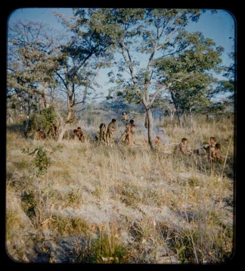 Food Gathering, "Manghettis": Group of people in the mangetti forest