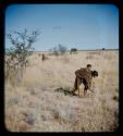 Food Gathering, Tsi: Woman carrying a child on her back and gathering tsi in a field