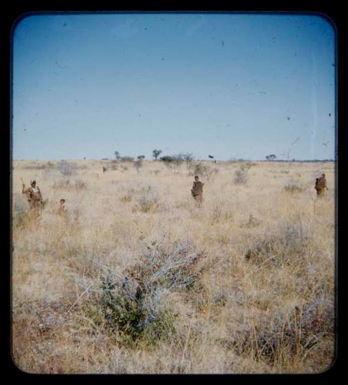 Food Gathering, Tsi: People gathering tsi in a field