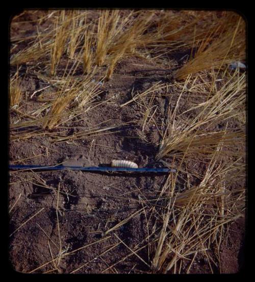 [Grubs]: Grub on the ground with a measuring tape