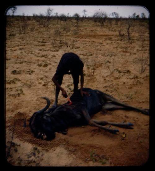 Hunting: Man with a dead wildebeest