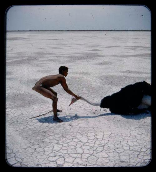 Hunting, Ostrich: Hunter pulling an ostrich’s head along the ground