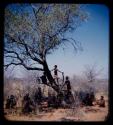 Groups: Group of people gathered around a tree, with three children climbing on the tree