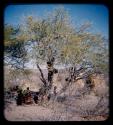 Groups: Group of people sitting by a tree, obscured by branches in the background and skerms