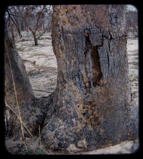 "Manghetti" Drawings: Drawing on a mangetti tree