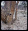 "Manghetti" Drawings: Drawing on a mangetti tree