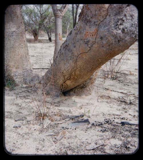 "Manghetti" Drawings: Drawing on a mangetti tree