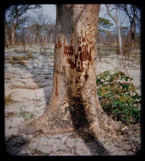 "Manghetti" Drawings: Drawing on a mangetti tree