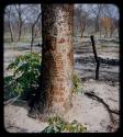 "Manghetti" Drawings: Drawing on a mangetti tree