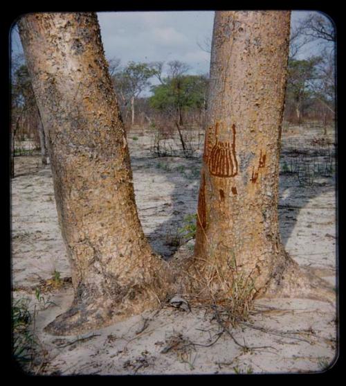 "Manghetti" Drawings: Drawing on a mangetti tree