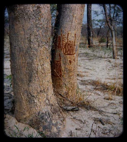 "Manghetti" Drawings: Drawing on a mangetti tree