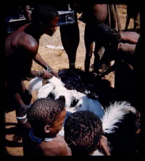 Hunting, Ostrich: Men loading an ostrich on a truck, close-up