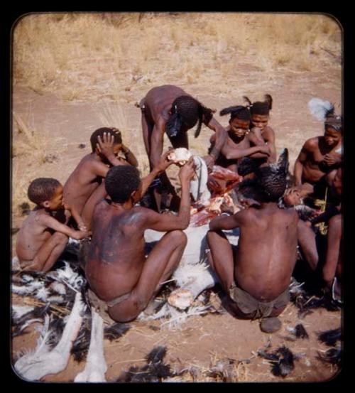 Hunting, Ostrich: Group of people sitting and butchering an ostrich