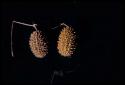 Two plants on a dark background