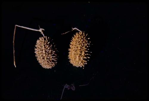 Two plants on a dark background