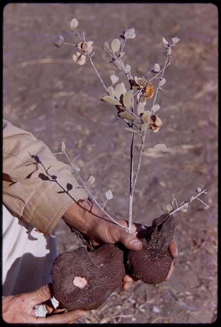 Someone holding a plant