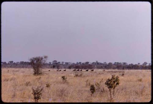 Wildebeests on a road, seen from a distance