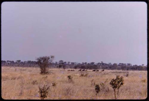 Wildebeests on a road, seen from a distance