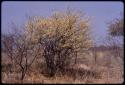 Acacia bush in bloom