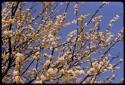 Acacia bush flowers