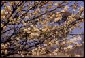 Acacia bush flowers