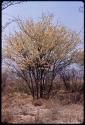 Acacia bush in bloom