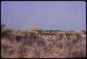 Acacia bushes, seen from a distance