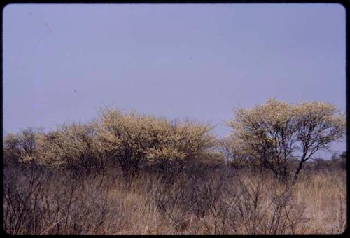 Acacia bushes