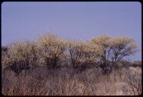 Acacia bushes