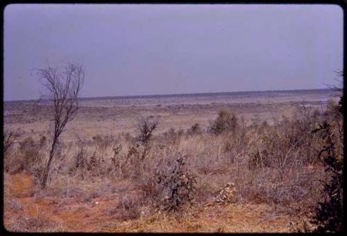 Landscape, grass and trees