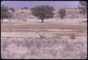 Secretary bird, seen from a distance