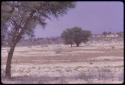 Secretary bird, seen from a distance