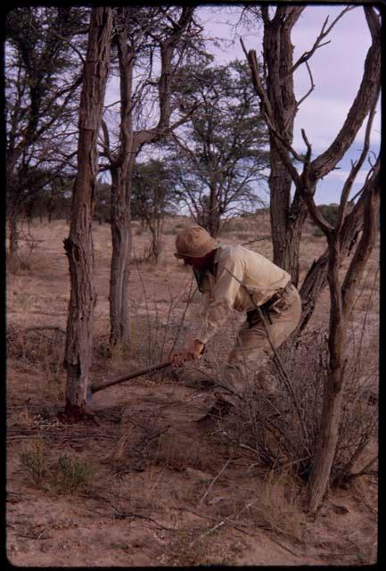 O.P.M. Prozesky cutting down a tree for a tent pole