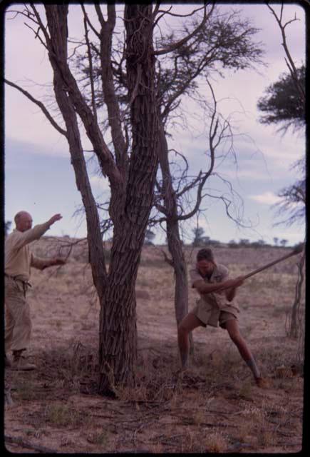 Wulf Haacke cutting down a tree, O.M.P. Prozesky standing in the background