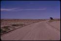 Herd of springbok on road, seen from a distance