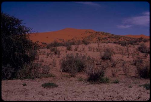 Red sand dune at Twee Rivieren