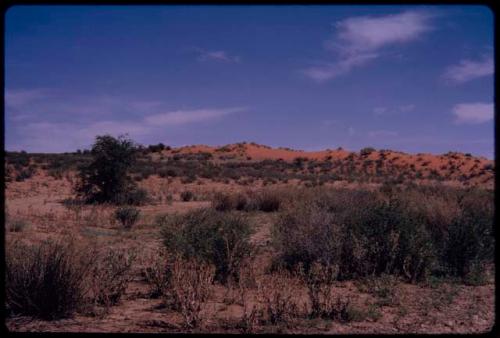 Red sand dune at Twee Rivieren