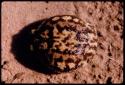 Toad, seen from above