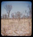 Landscape, grass and trees