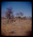 Landscape, grass and trees