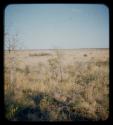 Landscape, grass and trees