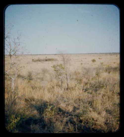 Landscape, grass and trees